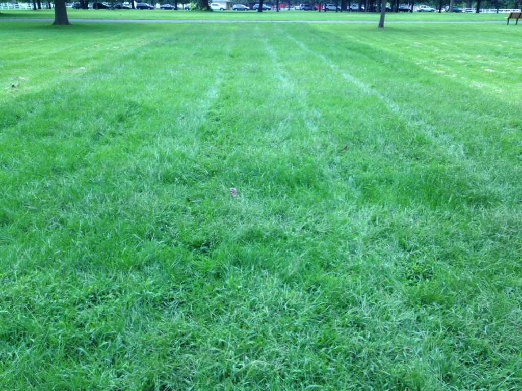 Ghost Field. Photo by Joanne Aono.